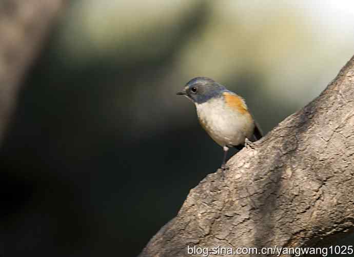 自然和谐的日坛公园（雄性红胁蓝尾鸲）