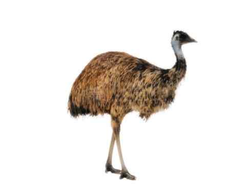 家禽驯化之源之十二