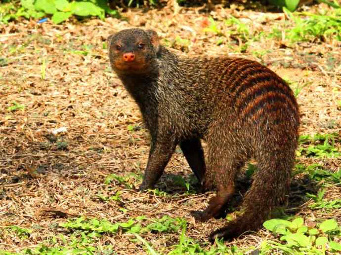 盘点十二大著名食蚁动物：食蚁兽