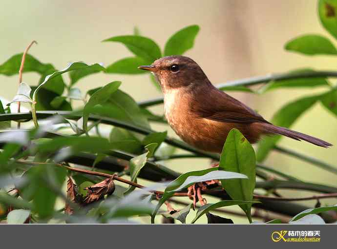 小鸟随拍【实拍】