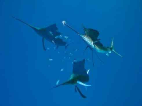 自然奇观:动物大迁徙(沙丁鱼) 自然奇观:动物大迁徙(沙丁鱼)