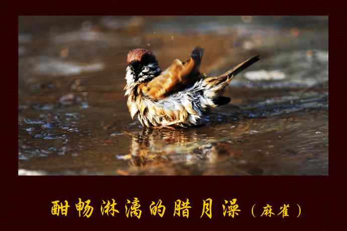 北京天坛公园的鸟类——酣畅淋漓腊月澡（麻雀）