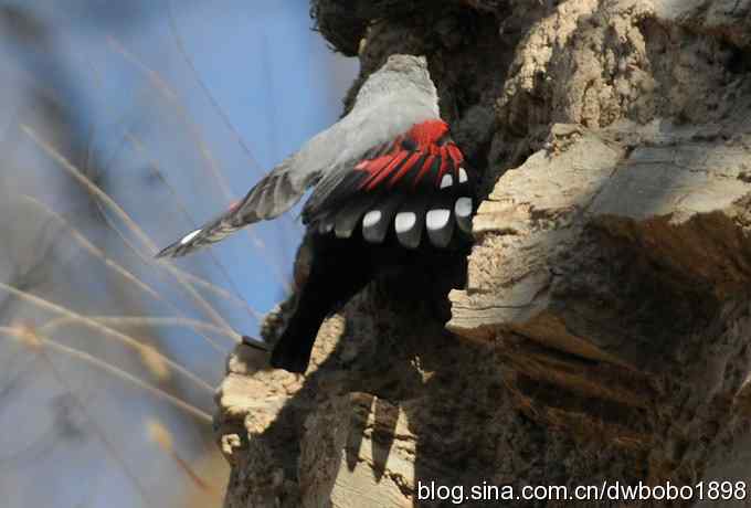 优雅红翅 wbr旋壁山岩