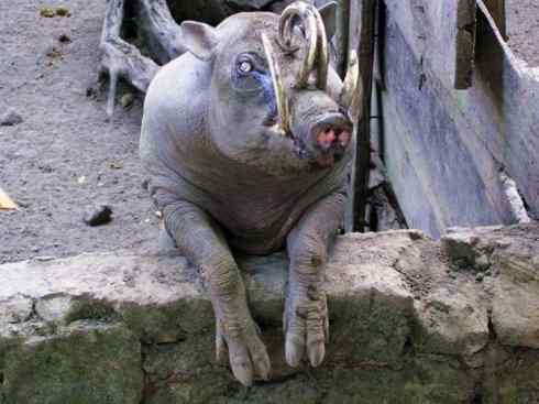 绝色攀禽：佛法僧目之三宝鸟