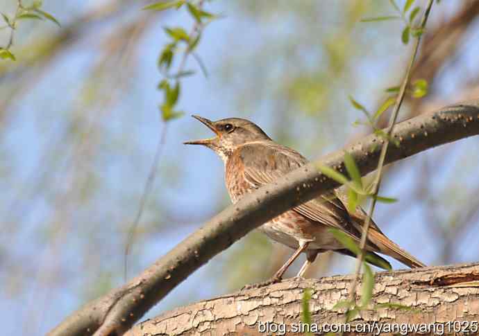 自然和谐的日坛公园（斑鸫）