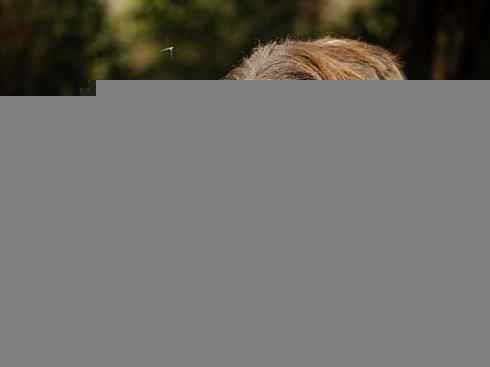 麒麟：传说的兽原型探秘（叉角羚）