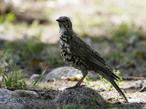 美丽无罪：雀鸟之矶鸫