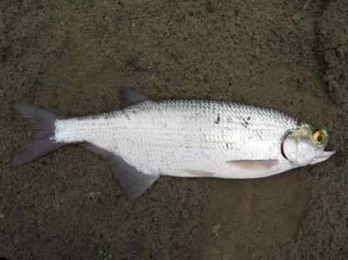 鱼类活化石：月眼鱼