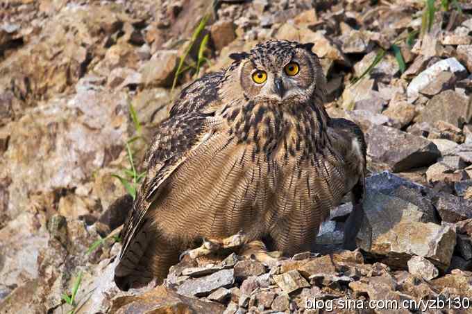 终于拍到大雕神猫了鈥斺敱贝骱有菁俚谒摹⑽逄欤ㄗ橥迹18张图片）