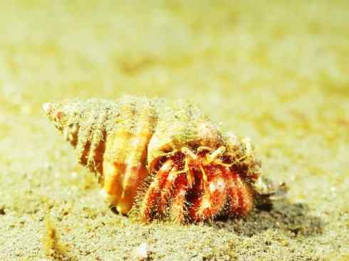 自然奇观：动物大迁徙(红蟹）