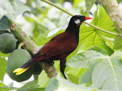 奇特的盔:拟椋鸟 奇特的盔:拟椋鸟