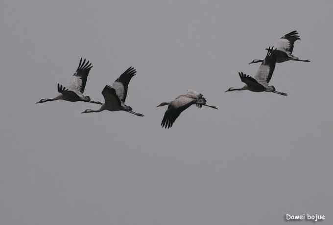 密云水库生境观鸟