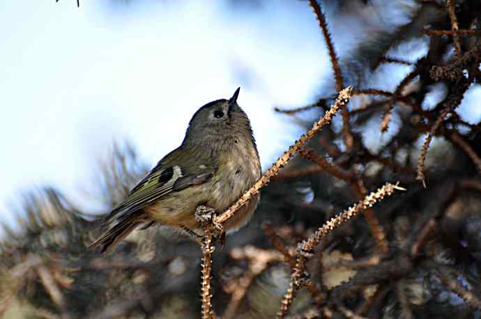 柏树丛中的戴菊 wbr1