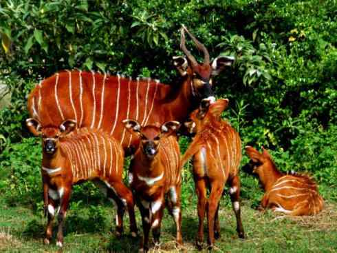 麒麟：传说的兽原型探秘（紫羚）