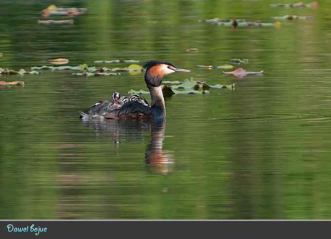 绿意倒映中的pt家园 绿意倒映中的pt家园