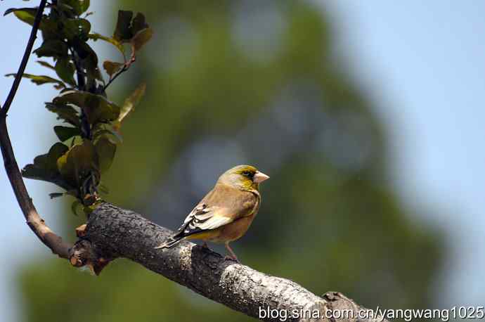 明星风范（拍摄金翅鸟纪实）