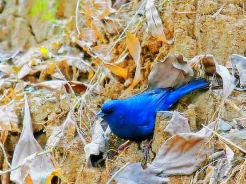 家禽驯化之源之十八 家禽驯化之源之十八