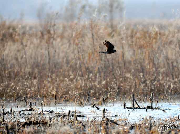 官厅水库 wbr路 wbr四种猛禽 官厅水库 wbr路 wbr四种猛禽