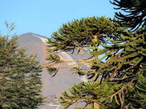 鱼类活化石：弓鳍鱼