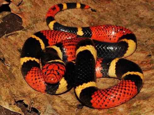 龙：传说的兽原型探秘（环蛇类）