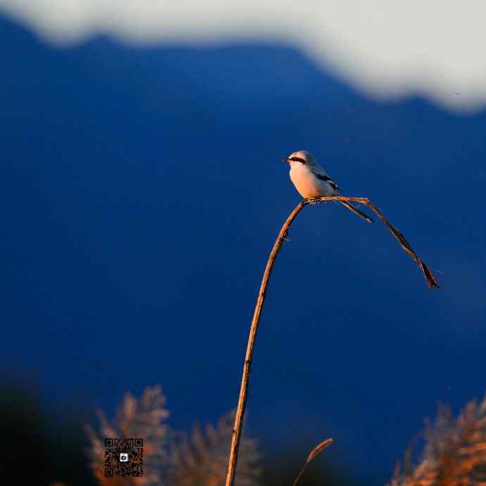 野鸭湖黄昏鸟影