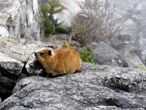 动物世界：山寨还是原创之十