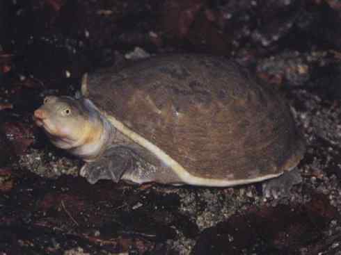 玄武：传说的兽原型探秘（鳖）