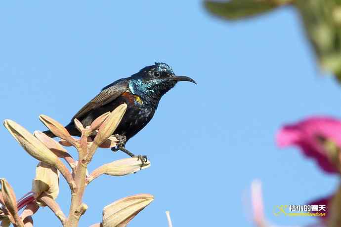 美丽邂逅鈥斺斪仙勰