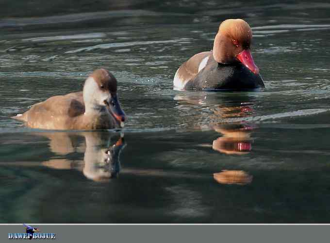 赤嘴潜鸭：冬天の靓色