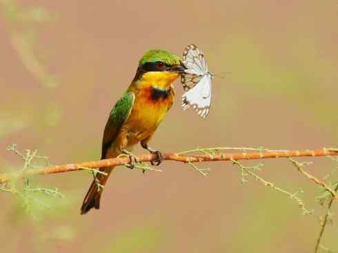 绝色攀禽:佛法僧目之蜂虎4 绝色攀禽:佛法僧目之蜂虎4