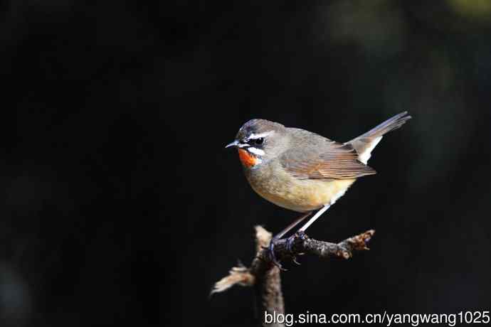 北京天坛公园的鸟类——红喉歌鸲(15)