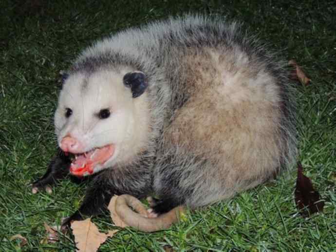 犬科：狐亚科灰狐属之灰狐、岛屿灰狐