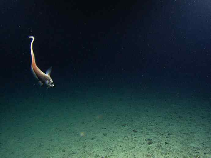 鱼类活化石：长吻银鲛