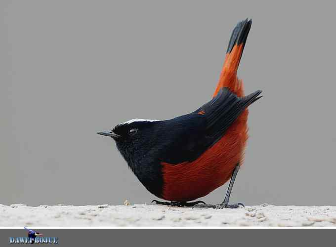 戴贝雷帽の白顶溪鸲