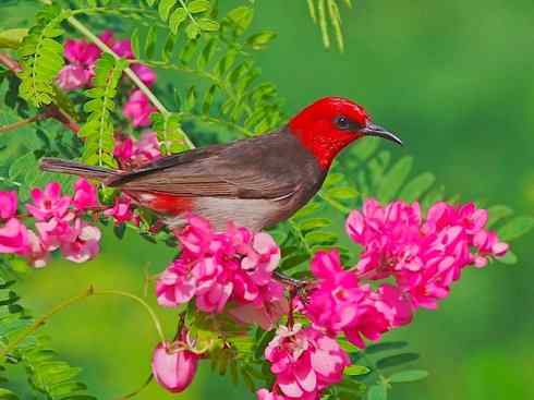 极品红色鸟类：绯红摄蜜鸟