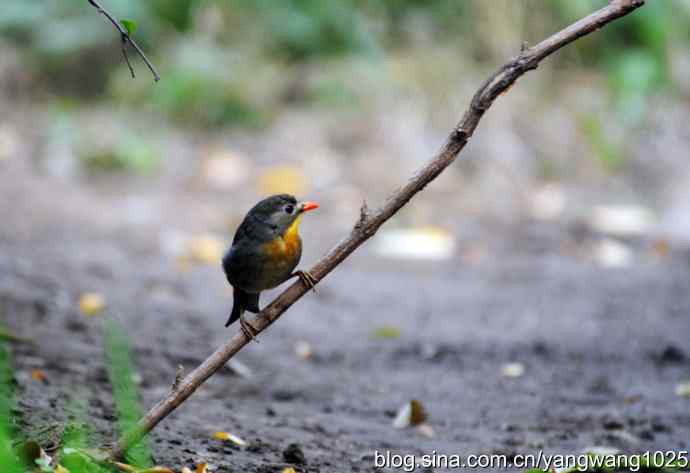 又遇相思鸟（1）