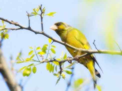 家禽驯化之源之十九