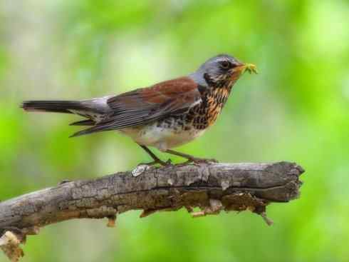 美丽无罪:雀鸟之矶鸫 美丽无罪:雀鸟之矶鸫