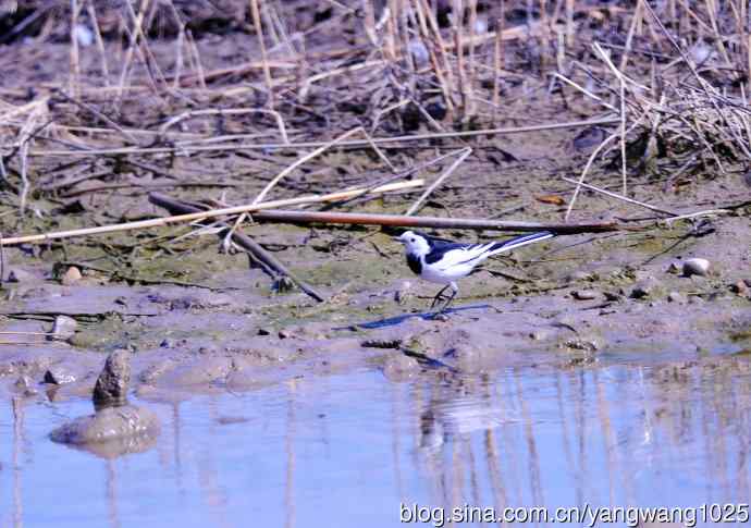 湖畔的白鹡鸰 wbr2