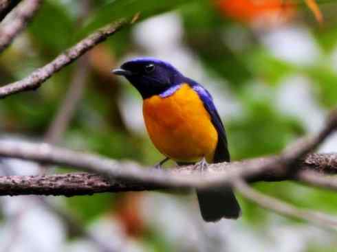 美丽无罪：雀鸟之仙鹟