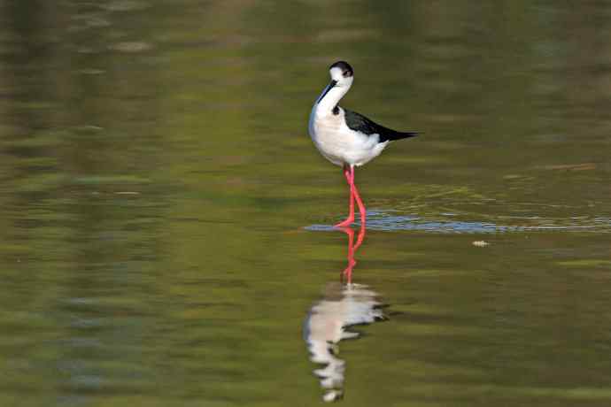 黑翅长脚鹬（3）