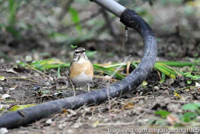 北京天坛公园的鸟类——白眉鸫（1）