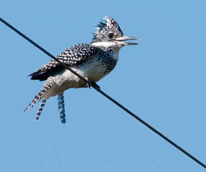 一次拍鸟会友的愉快经历