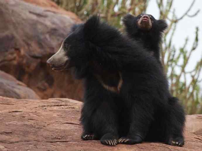盘点十二大著名食蚁动物：懒熊
