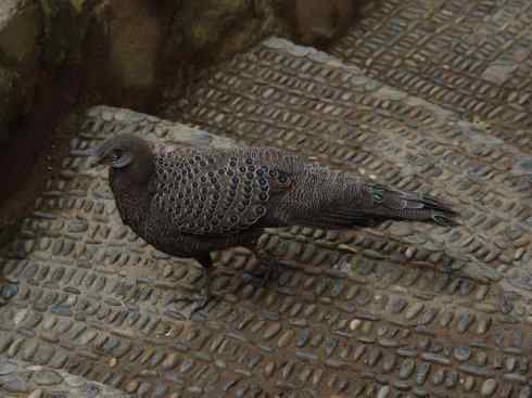 凤凰：传说中的鸟原型探秘（孔雀雉）