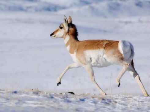 麒麟：传说的兽原型探秘（叉角羚）