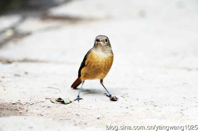 雌性北红尾鸲（8）