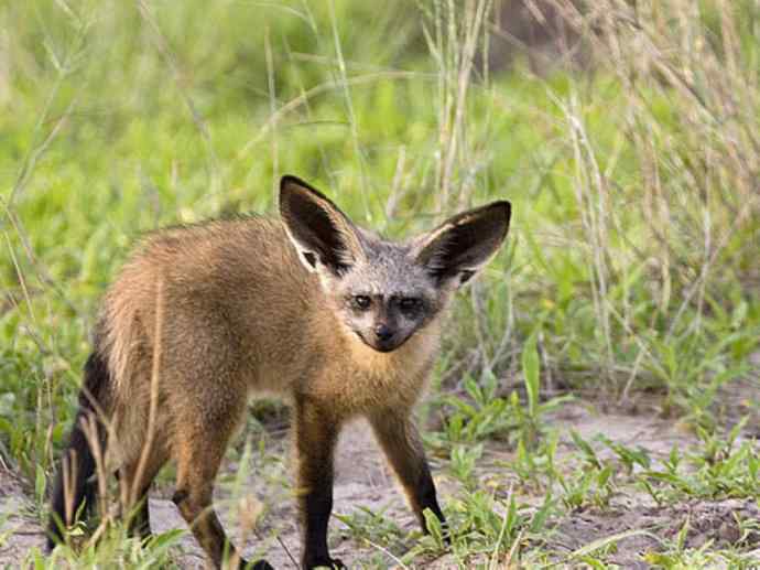 犬科：狐亚科之大耳狐
