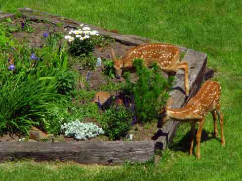 小鹿斑比姐妹俩 小鹿斑比姐妹俩