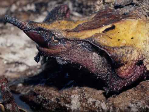 玄武：传说的兽原型探秘（玛塔龟）